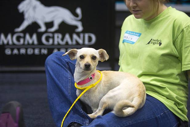 "Sally" sits in the lap of volunteer Molly Quirkduring the annual Charlies Angels Pet Adoption Fair at the MGM Grand Garden Arena Thursday, July 11, 2013. Scott Sibella, president/COO of MGM Grand, and his wife Kim picked up the adoption fees for any MGM employee that wanted to adopt a dog or cat.