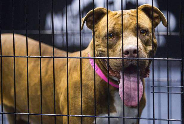 "Snortles," a two-year-old pitt bull, looks out from her cage during the annual Charlies Angels Pet Adoption Fair at the MGM Grand Garden Arena Thursday, July 11, 2013. Scott Sibella, president/COO of MGM Grand, and his wife Kim picked up the adoption fees for any MGM employee that wanted to adopt a dog or cat.