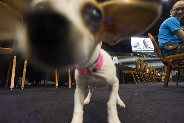 "Di Di," a four-month-old Chihuahua, checks out the camera during the annual Charlies Angels Pet Adoption Fair at the MGM Grand Garden Arena Thursday, July 11, 2013. Di Di was adopted. Scott Sibella, president/COO of MGM Grand, and his wife Kim picked up the adoption fees for any MGM employee that wanted to adopt a dog or cat.