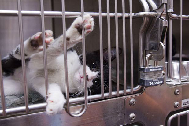 "Leon," 3 months old, plays in his cage during the annual Charlie's Angels Pet Adoption Fair at the MGM Grand Garden Arena on Thursday, July 11, 2013. Scott Sibella, president/COO of MGM Grand, and his wife, Kim, picked up the adoption fees for any MGM employee who wanted to adopt a dog or cat.