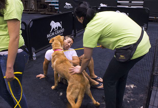 Anthony Diaz is checked out by "Nala," a German Shepherd mix, during the annual Charlies Angels Pet Adoption Fair at the MGM Grand Garden Arena Thursday, July 11, 2013. Scott Sibella, president/COO of MGM Grand, and his wife Kim picked up the adoption fees for any MGM employee that wanted to adopt a dog or cat.