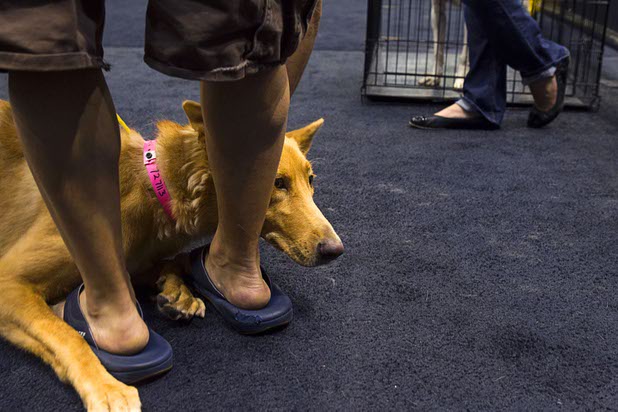 "Nala," a German Shepherd mix, waits to be adopted during the annual Charlies Angels Pet Adoption Fair at the MGM Grand Garden Arena Thursday, July 11, 2013. Scott Sibella, president/COO of MGM Grand, and his wife Kim picked up the adoption fees for any MGM employee that wanted to adopt a dog or cat.