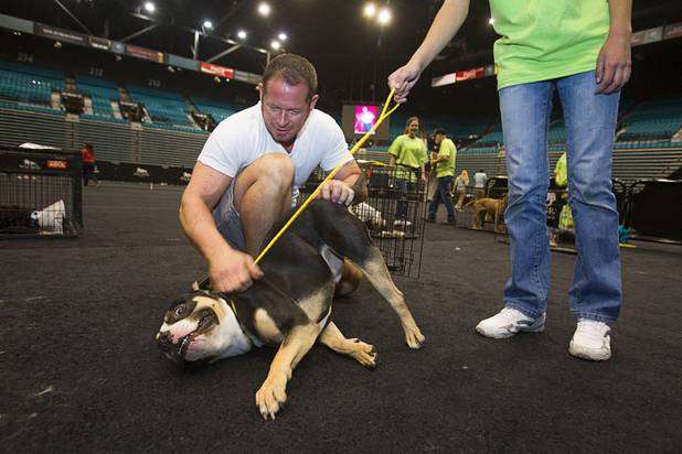 Larry Burgess, a bartender at Tom Colicchio's Craftsteak, rubs "Justice," a pit bull mix, during the annual Charlies Angels Pet Adoption Fair at the MGM Grand Garden Arena Thursday, July 11, 2013. Scott Sibella, president/COO of MGM Grand, and his wife Kim picked up the adoption fees for any MGM employee that wanted to adopt a dog or cat.