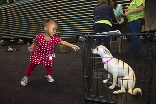 Haylei Hosley, 1, reaches out to "Sally" during the annual Charlies Angels Pet Adoption Fair at the MGM Grand Garden Arena Thursday, July 11, 2013. Scott Sibella, president/COO of MGM Grand, and his wife Kim picked up the adoption fees for any MGM employee that wanted to adopt a dog or cat.
