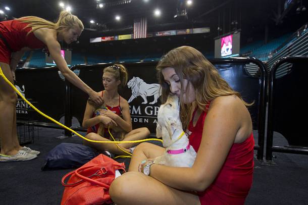 MGM Grand lifeguards check out dogs during the annual Charlies Angels Pet Adoption Fair at the MGM Grand Garden Arena Thursday, July 11, 2013. From left are: Chelsea Giacobbe, Elizabeth Lutz, and Rayna McGinn. Scott Sibella, president/COO of MGM Grand, and his wife Kim picked up the adoption fees for any MGM employee that wanted to adopt a dog or cat.