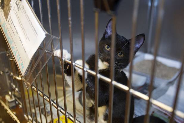 A kitten named "Sani" plays in her cage during the annual Charlies Angels Pet Adoption Fair at the MGM Grand Garden Arena Thursday, July 11, 2013. Scott Sibella, president/COO of MGM Grand, and his wife Kim picked up the adoption fees for any MGM employee that wanted to adopt a dog or cat. Sani was adopted.