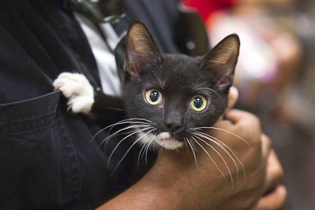 A cat named "Fritz" is considered for adoption during the annual Charlies Angels Pet Adoption Fair at the MGM Grand Garden Arena Thursday, July 11, 2013. Scott Sibella, president/COO of MGM Grand, and his wife Kim picked up the adoption fees for any MGM employee that wanted to adopt a dog or cat.