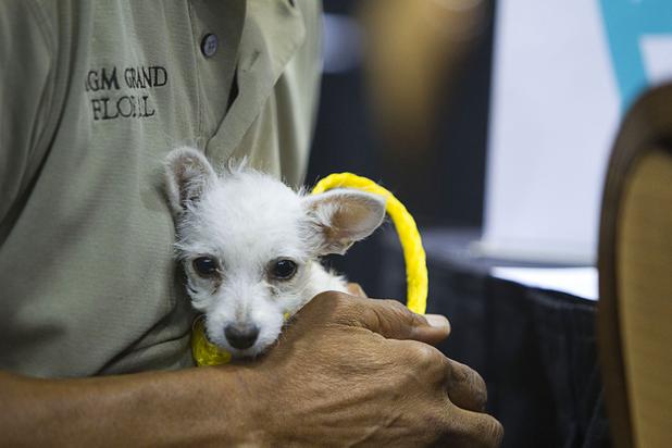 Wille Weston, a floral delivery driver, holds his new dog "Phoebe," a 2-month-old Chihuahua mix, during the annual Charlies Angels Pet Adoption Fair at the MGM Grand Garden Arena Thursday, July 11, 2013. Scott Sibella, president/COO of MGM Grand, and his wife Kim picked up the adoption fees for any MGM employee that wanted to adopt a dog or cat.