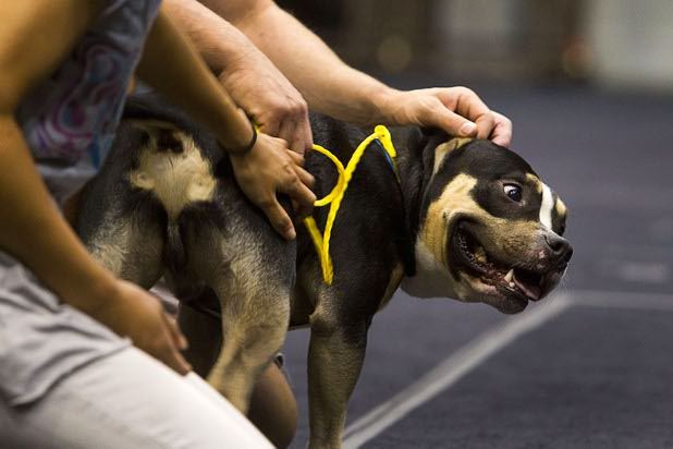 "Justice," a pit bull mix, enjoys some attention during the annual Charlies Angels Pet Adoption Fair at the MGM Grand Garden Arena Thursday, July 11, 2013. Scott Sibella, president/COO of MGM Grand, and his wife Kim picked up the adoption fees for any MGM employee that wanted to adopt a dog or cat.