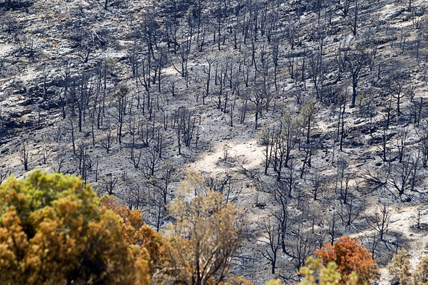A burned hillside is shown south of homes in Trout Canyon Monday, July 15, 2013. Residents were allowed to return to their homes Sunday.
