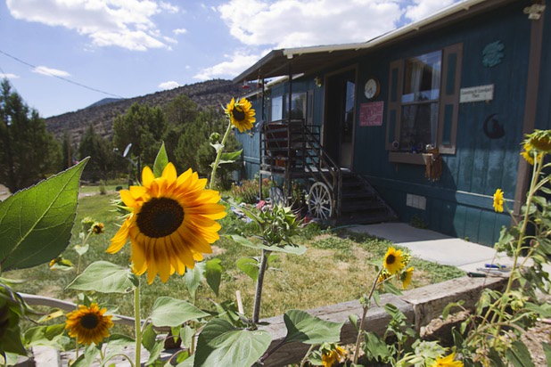 Sunflowers are shown in front of Dave Mallory's home in Trout Canyon Monday, July 15, 2013. Residents were allowed to return to their homes Sunday.