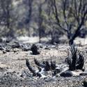 Mount Charleston To Reopen After Fire