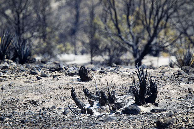A burned area is shown by Kyle Canyon Road and Harris Springs Road on Mount Charleston Thursday, July 18, 2013. The mountain is expected to reopen to the public on Friday.