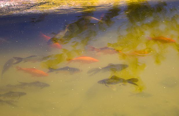 Koi swim in a pond in front of the Resort at Mount Charleston Thursday, July 18, 2013. The mountain is expected to reopen to the public on Friday.