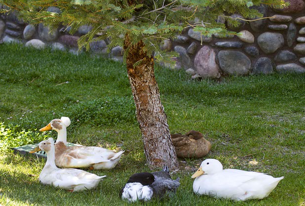 Ducks rest in the shade at the Resort at Mount Charleston Thursday, July 18, 2013. The mountain is expected to reopen to the public on Friday.