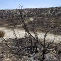 Mount Charleston To Reopen After Fire