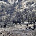 Mount Charleston To Reopen After Fire