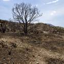 Mount Charleston To Reopen After Fire