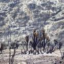 Mount Charleston To Reopen After Fire