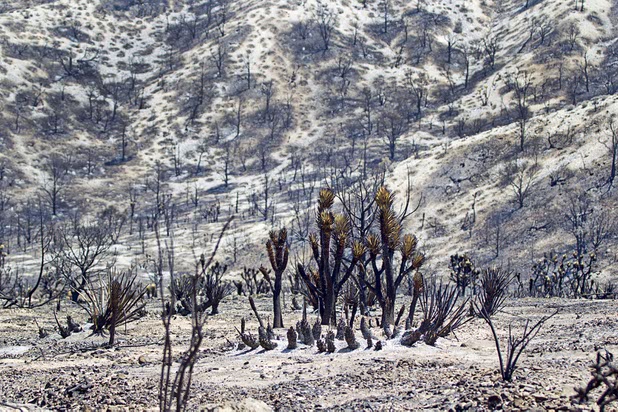 A burned area is shown by Kyle Canyon Road and Harris Springs Road on Mount Charleston Thursday, July 18, 2013. The mountain is expected to reopen to the public on Friday.