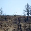 Mount Charleston To Reopen After Fire