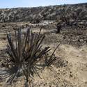 Mount Charleston To Reopen After Fire