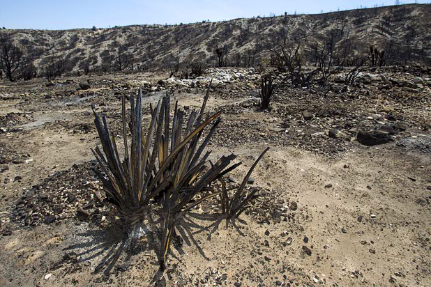 A burned area is shown by Kyle Canyon Road and Harris Springs Road on Mount Charleston Thursday, July 18, 2013. The mountain is expected to reopen to the public on Friday.