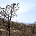 Mount Charleston To Reopen After Fire