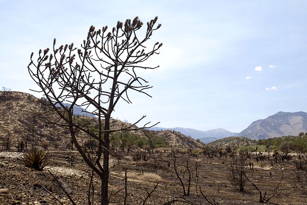 A burned area is shown by Kyle Canyon Road and Harris Springs Road on Mount Charleston Thursday, July 18, 2013. The mountain is expected to reopen to the public on Friday.