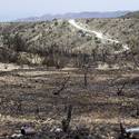Mount Charleston To Reopen After Fire