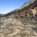 Mount Charleston To Reopen After Fire