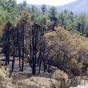 Mount Charleston To Reopen After Fire