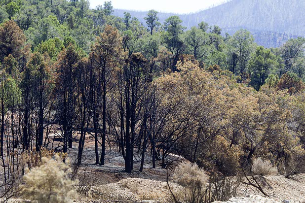 A burned trees show the edge of a fire line by Harris Springs Road on Mount Charleston Thursday, July 18, 2013. The mountain is expected to reopen to the public on Friday.