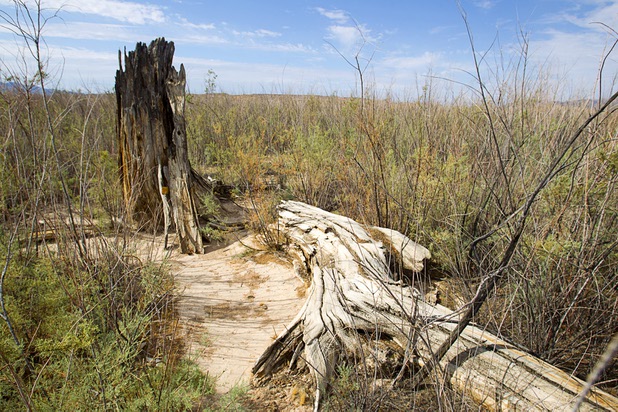 The remains of a tree is shown at the town of St. Thomas in the Lake Mead National Recreation Area Monday, July 22, 2013. Trees at the town were cut down to prevent them from being a hazard to boaters. The town started as a farming settlement in 1865 but was covered by the rising waters of Lake Mead in the 1930's after the construction of Hoover Dam.