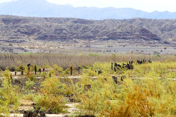Tree stumps are shown along the Arrowhead Trail at the town of St. Thomas in the Lake Mead National Recreation Area Monday, July 22, 2013. The town started as a farming settlement in 1865 but was covered by the rising waters of Lake Mead in the 1930's after the construction of Hoover Dam.