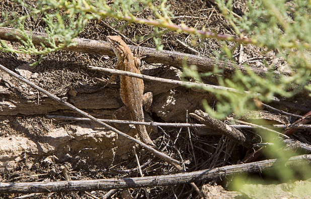 A lizard is shown in the ruins of a home at the town of St. Thomas in the Lake Mead National Recreation Area Monday, July 22, 2013. The town started as a farming settlement in 1865 but was covered by the rising waters of Lake Mead in the 1930's after the construction of Hoover Dam.