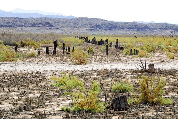 Tree stumps are shown along the Arrowhead Trail at the town of St. Thomas in the Lake Mead National Recreation Area Monday, July 22, 2013. The town started as a farming settlement in 1865 but was covered by the rising waters of Lake Mead in the 1930's after the construction of Hoover Dam.