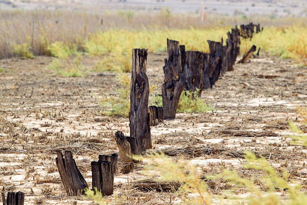 Tree stumps are shown along the Arrowhead Trail at the town of St. Thomas in the Lake Mead National Recreation Area Monday, July 22, 2013. The town started as a farming settlement in 1865 but was covered by the rising waters of Lake Mead in the 1930's after the construction of Hoover Dam.