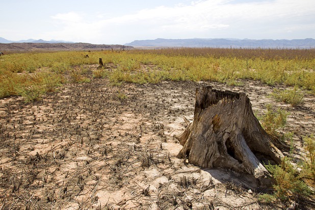 The remains of a tree is shown at the town of St. Thomas in the Lake Mead National Recreation Area Monday, July 22, 2013. Trees at the town were cut down to prevent them from being a hazard to boaters. The town started as a farming settlement in 1865 but was covered by the rising waters of Lake Mead in the 1930's after the construction of Hoover Dam.