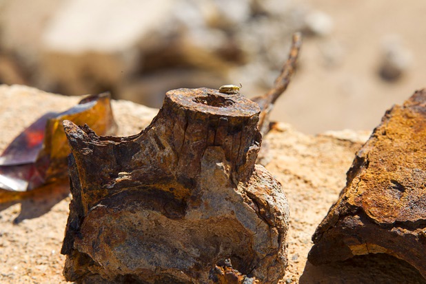 A bug crawls along a rusted piece of metal at the town of St. Thomas in the Lake Mead National Recreation Area Monday, July 22, 2013. The town started as a farming settlement in 1865 but was covered by the rising waters of Lake Mead in the 1930's after the construction of Hoover Dam.