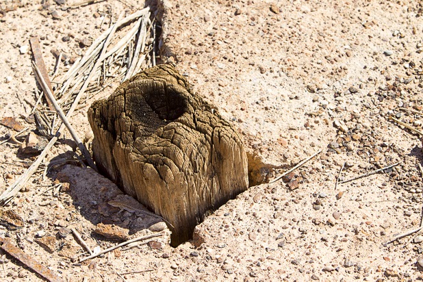 The remains of a timber sticks out of a floor at the town of St. Thomas in the Lake Mead National Recreation Area Monday, July 22, 2013. The town started as a farming settlement in 1865 but was covered by the rising waters of Lake Mead in the 1930's after the construction of Hoover Dam.