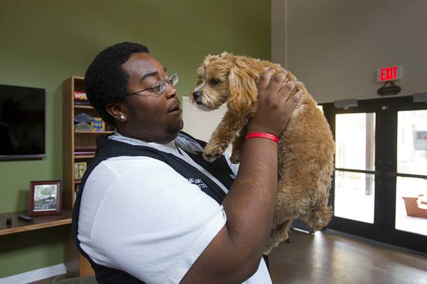 Sean Adams holds house dog "Gucci," a 7-month-old Maltese-poodle mix, at Crossings at St. Jude's, a supportive housing program for homeless 18 to 25-year-olds, Tuesday, July 23, 2013. Adams works as a warehouse manager at St. Jude's Ranch in Boulder City.