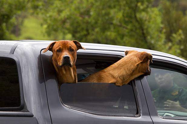 Dogs peer out from a truck window as the driver stops at a roadblock after heavy storm runoff tore through the Rainbow Canyon subdivision on Mount Charleston Sunday, Sept. 1, 2013.