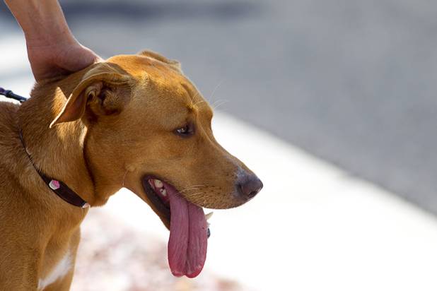 A dog held by a spectator watches runners on Green Valley Parkway during the Ironman 70.3 World Championship in Henderson Sunday, Sept. 8, 2013. The 13.1 mile run comes after a 56-mile bicycle course and a 1.2-mile swim in Las Las Vegas. More than 1,800 athletes from around the U.S. and 53 countries qualified for the event.