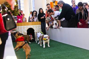 A pooch named Lola took home the title—and a chic laurel wreath!