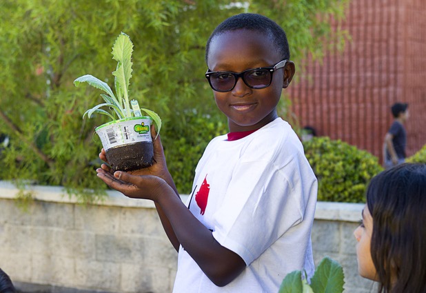 Ibrahim Fofana, 12, holds an artichoke plant at the Boys and Girls Club, 2980 Robindale Rd., in Henderson Monday, Sept. 30, 2013. Bodies: The Exhibition," currently at the Luxor, and the Boys and Girls Club teamed up to install a childrens vegetable garden at the club as part of Septembers National Childhood Obesity Awareness Month.