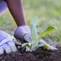 Vegetable planting at Boys and Girls Club