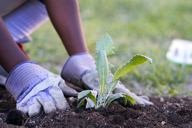 Ibrahim Fofana, 12, plants an artichoke plant at the Boys and Girls Club, 2980 Robindale Rd., in Henderson Monday, Sept. 30, 2013. Bodies: The Exhibition," currently at the Luxor, and the Boys and Girls Club teamed up to install a childrens vegetable garden at the club as part of Septembers National Childhood Obesity Awareness Month.