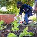 Vegetable planting at Boys and Girls Club