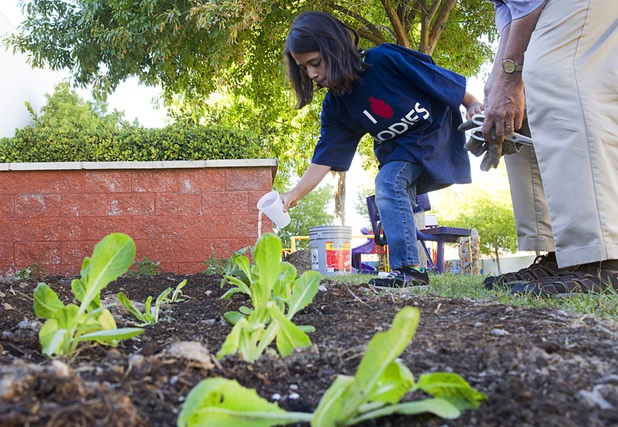 Dennisse Gonzalez, 6, waters an artichoke plant after planting it in a garden at the Boys and Girls Club, 2980 Robindale Rd., in Henderson Monday, Sept. 30, 2013. Bodies: The Exhibition,"" currently at the Luxor, and the Boys and Girls Club teamed up to install a childrens vegetable garden at the club as part of Septembers National Childhood Obesity Awareness Month.